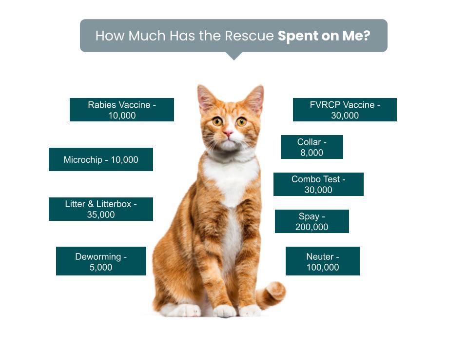 Rebel Rescue Fee Graphic-Dogs-Cats