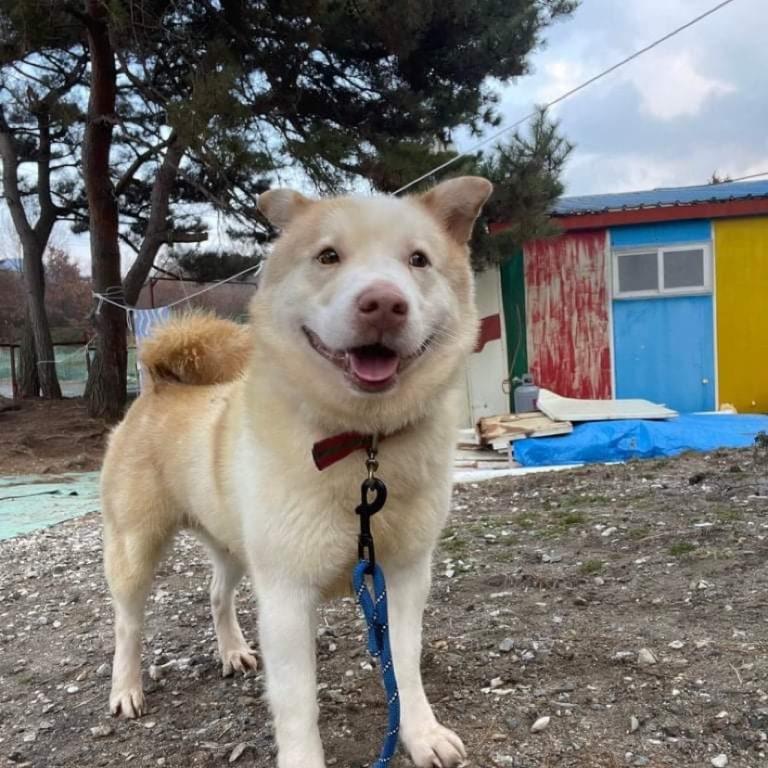 Rebel Rescue South Korea Changing the Lives of Dogs in South Korea