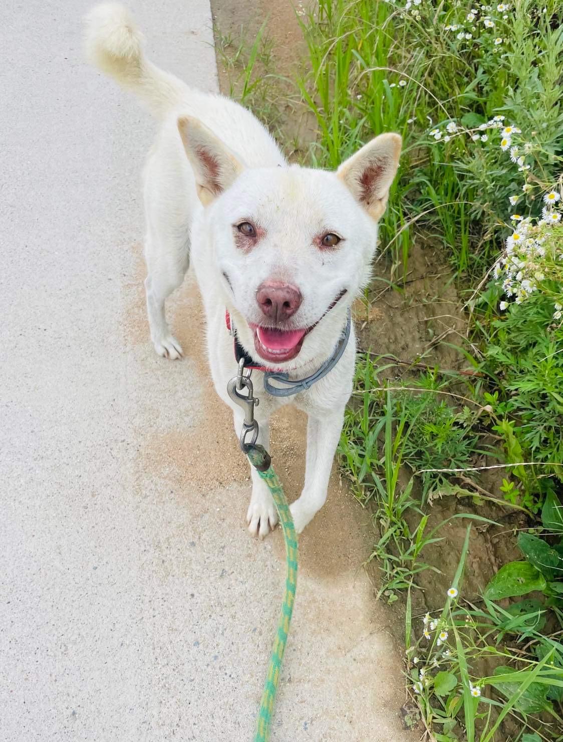 Zia – Rebel Rescue South Korea