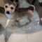 Cooper
