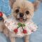 Honey Bear